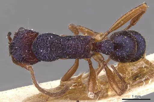 Rhytidoponera croesus - CASENT0915135