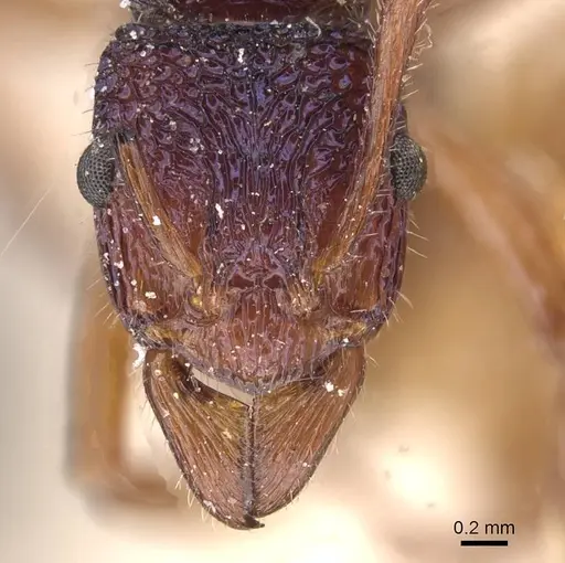 Rhytidoponera croesus - CASENT0915135