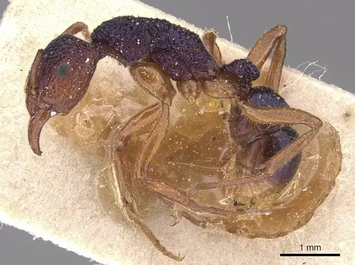 Rhytidoponera croesus - CASENT0915135