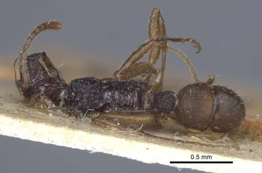 Rhytidoponera croesus - CASENT0916803