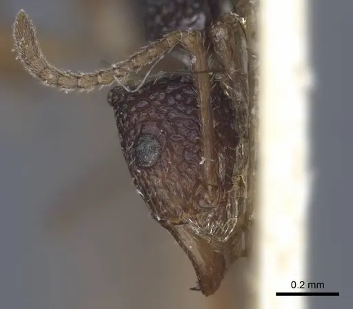 Rhytidoponera croesus - CASENT0916803