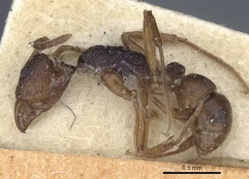 Rhytidoponera croesus - CASENT0916803