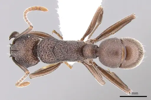 Rhytidoponera depilis specimen