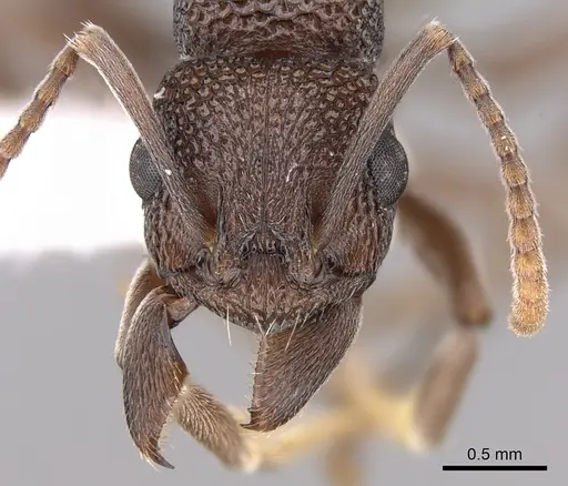 Rhytidoponera depilis specimen