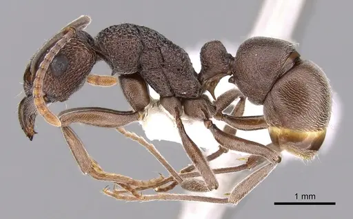 Rhytidoponera depilis specimen