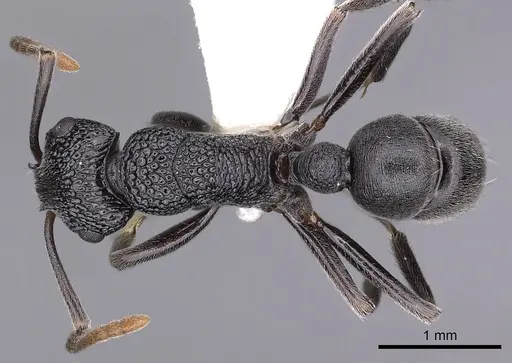 Rhytidoponera depilis - CASENT0900538