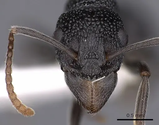 Rhytidoponera depilis - CASENT0900538