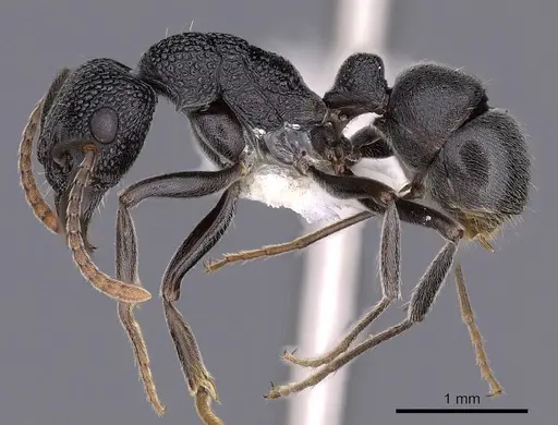 Rhytidoponera depilis - CASENT0900538