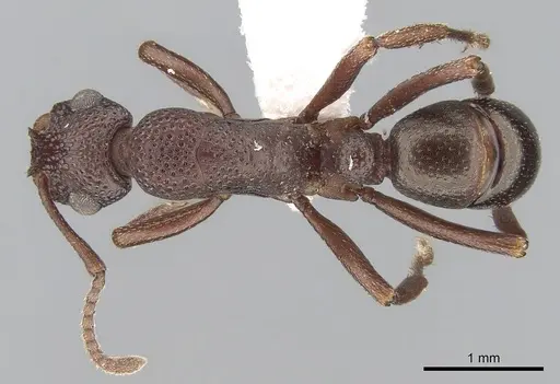 Rhytidoponera dubia specimen