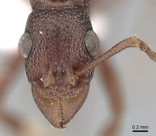 Rhytidoponera dubia specimen