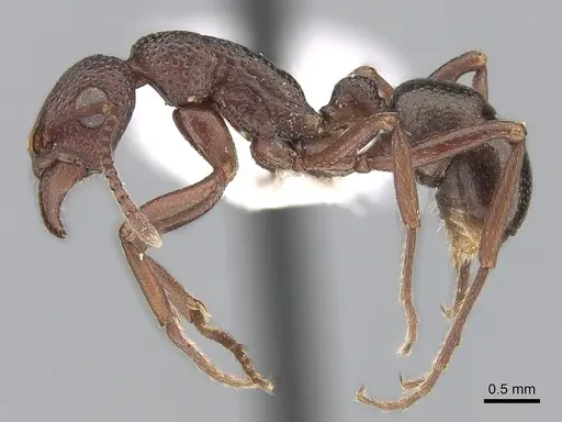 Rhytidoponera dubia specimen