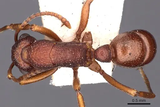 Rhytidoponera dubia - CASENT0900529