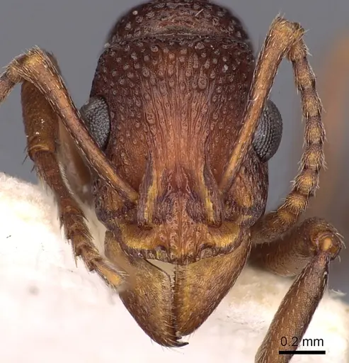 Rhytidoponera dubia - CASENT0900529