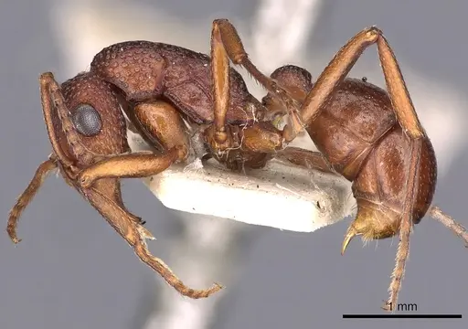 Rhytidoponera dubia - CASENT0900529