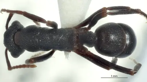 Rhytidoponera dubia - JDM32-002831