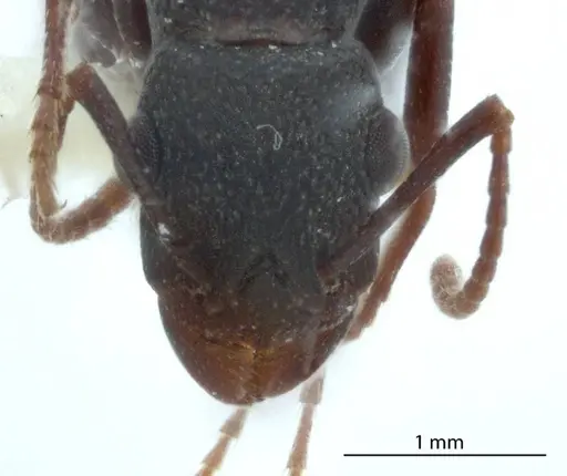 Rhytidoponera dubia - JDM32-002831