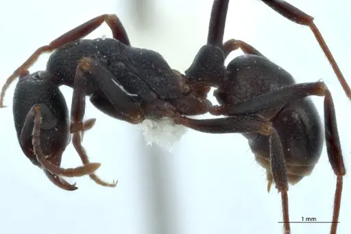 Rhytidoponera dubia - JDM32-002831