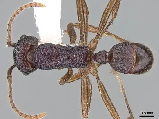 Rhytidoponera enigmatica specimen