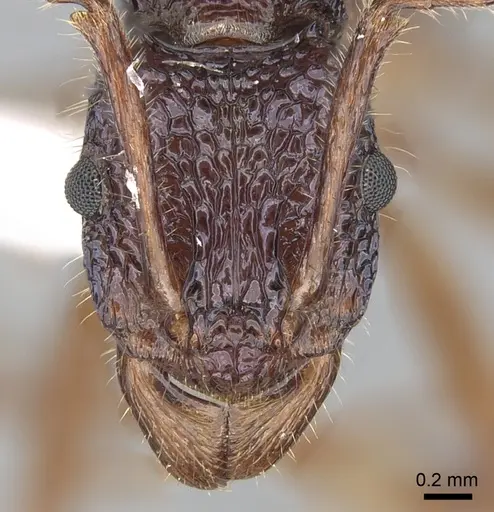 Rhytidoponera enigmatica specimen