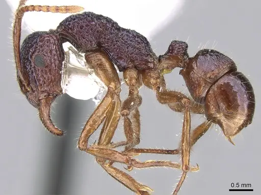 Rhytidoponera enigmatica specimen