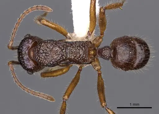 Rhytidoponera enigmatica - CASENT0900531