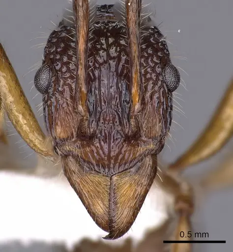 Rhytidoponera enigmatica - CASENT0900531