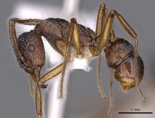 Rhytidoponera enigmatica - CASENT0900531