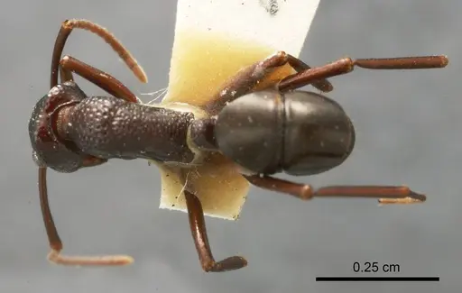 Rhytidoponera eremita specimen