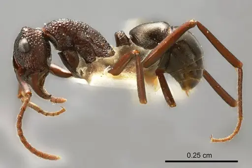 Rhytidoponera eremita specimen