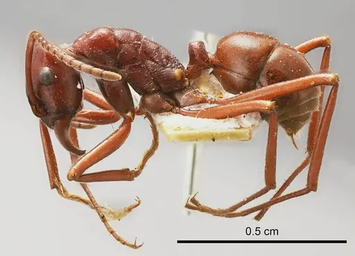 Rhytidoponera ferruginea specimen