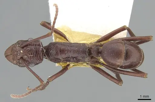 Rhytidoponera ferruginea - CASENT0281294