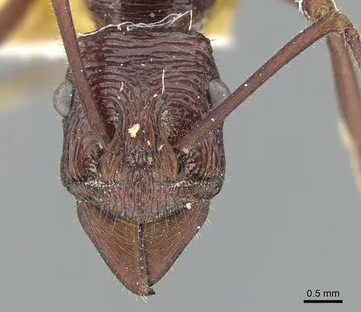 Rhytidoponera ferruginea - CASENT0281294