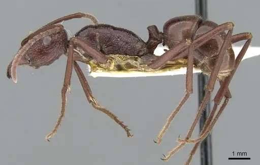 Rhytidoponera ferruginea - CASENT0281294