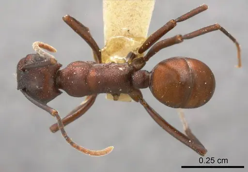 Rhytidoponera flavicornis specimen