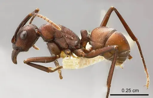 Rhytidoponera flavicornis specimen