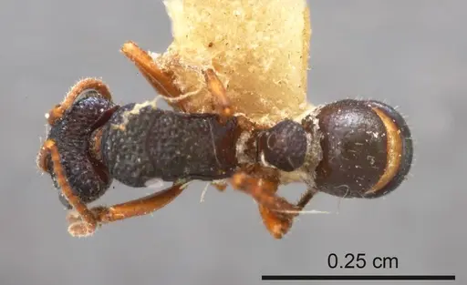 Rhytidoponera flavipes specimen