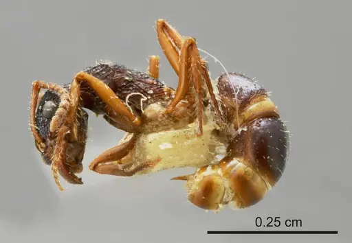 Rhytidoponera flavipes specimen