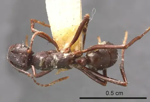 Rhytidoponera flindersi specimen
