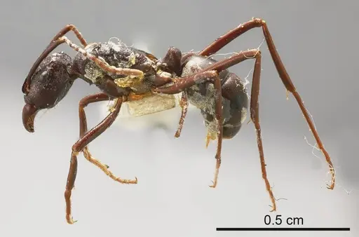 Rhytidoponera flindersi specimen