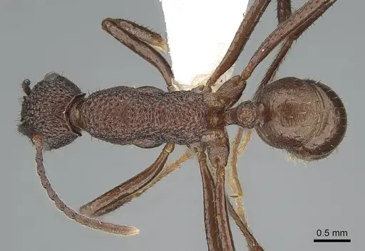 Rhytidoponera foreli specimen