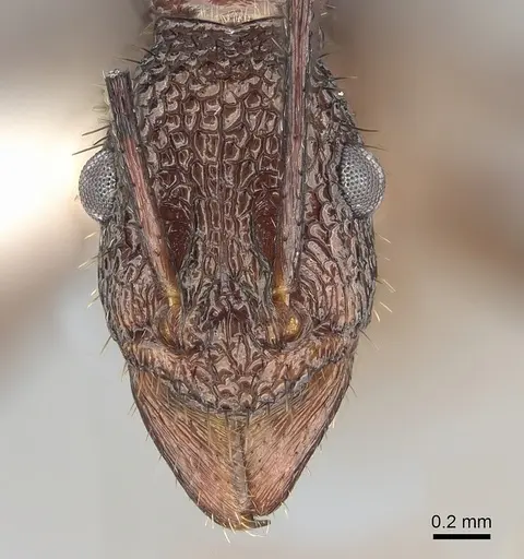 Rhytidoponera foreli specimen
