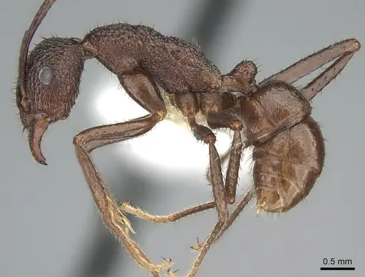 Rhytidoponera foreli specimen