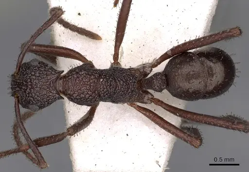 Rhytidoponera foreli - CASENT0900532