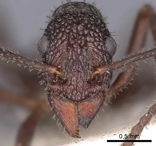 Rhytidoponera foreli - CASENT0900532