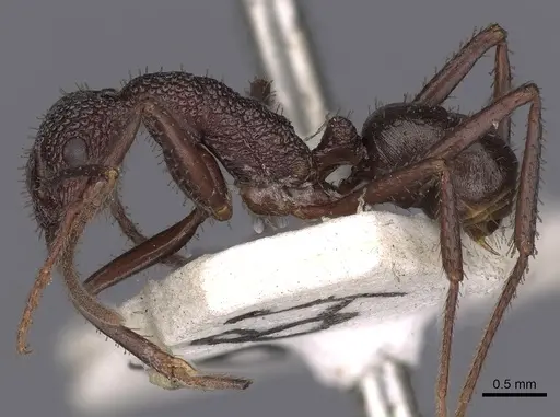 Rhytidoponera foreli - CASENT0900532