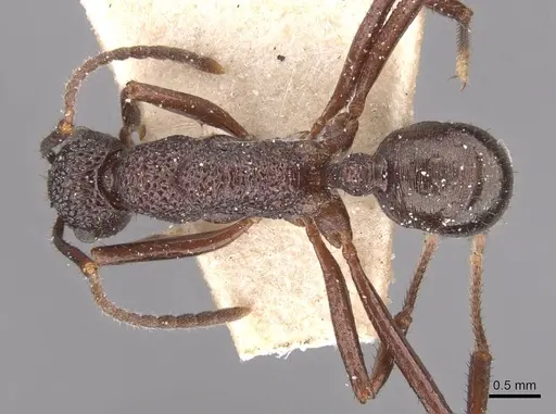 Rhytidoponera foreli - CASENT0915137