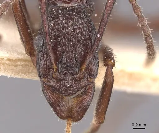 Rhytidoponera foreli - CASENT0915137