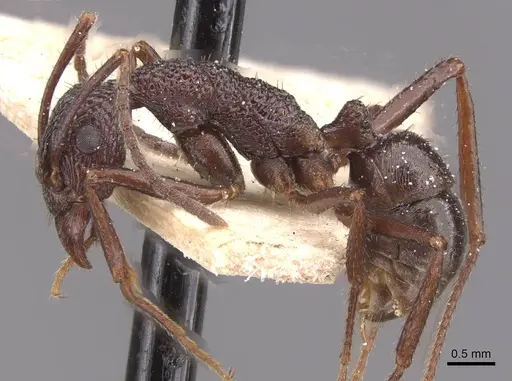 Rhytidoponera foreli - CASENT0915137