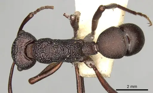 Rhytidoponera foveolata specimen