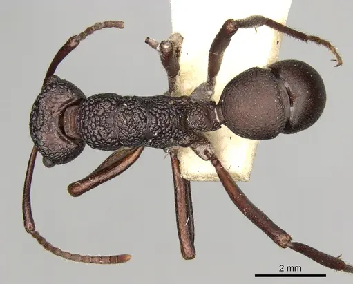 Rhytidoponera foveolata specimen